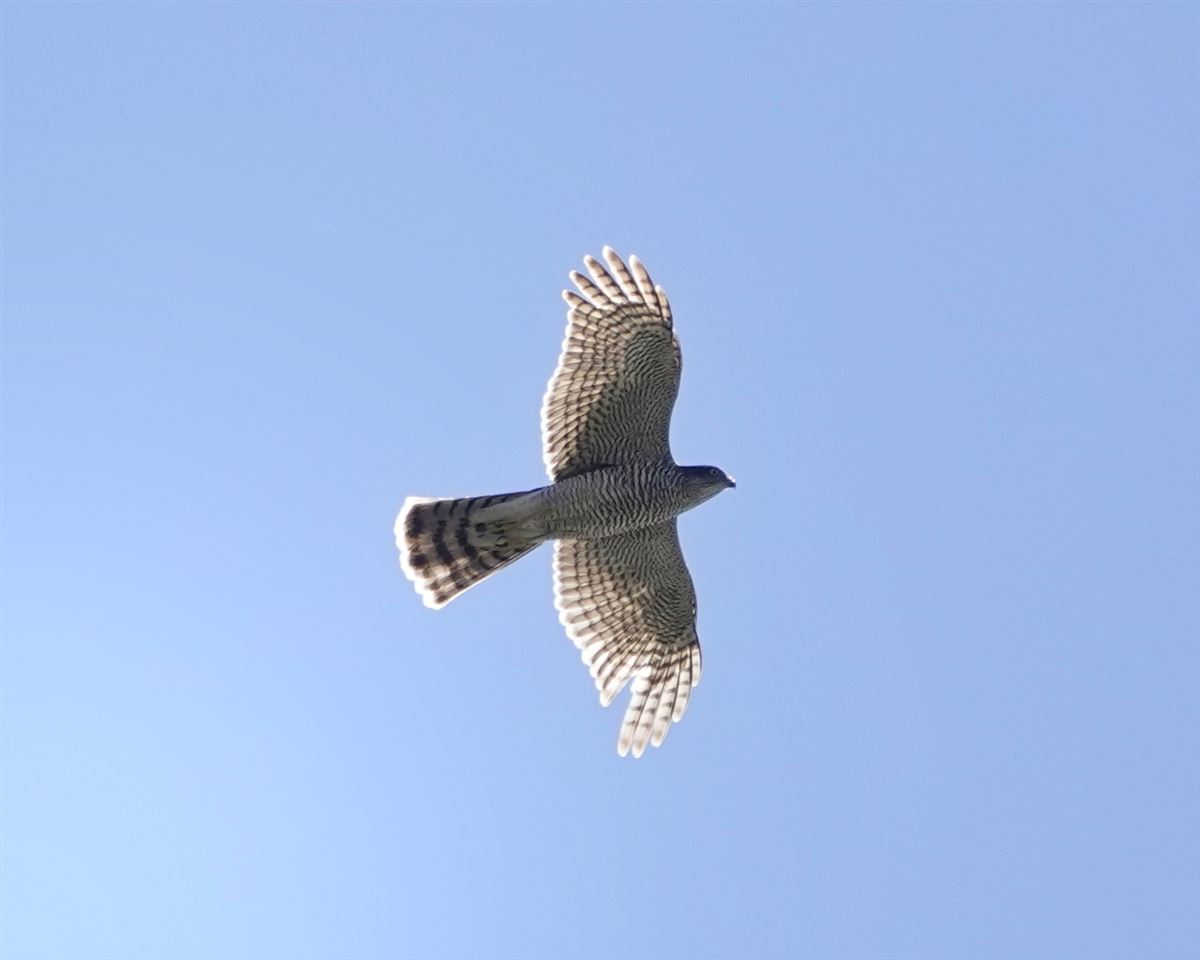 Atmaca