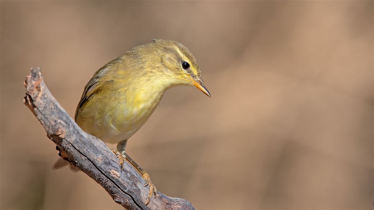 Söğütbülbülü
