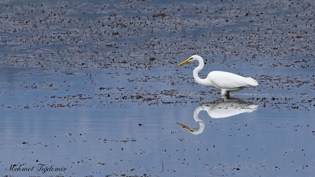 Büyük Ak Balıkçıl