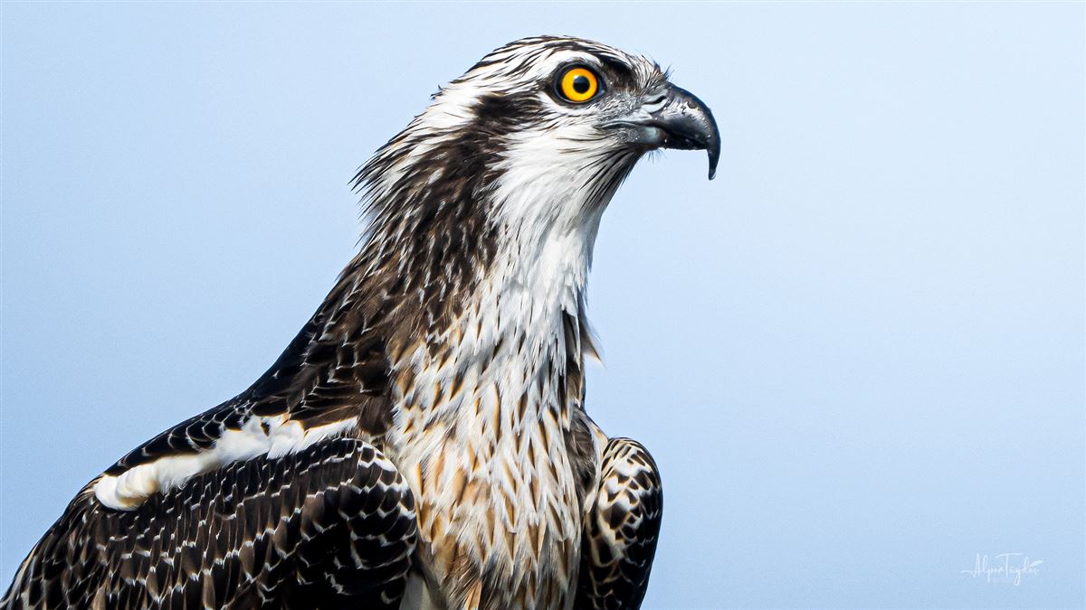 Osprey