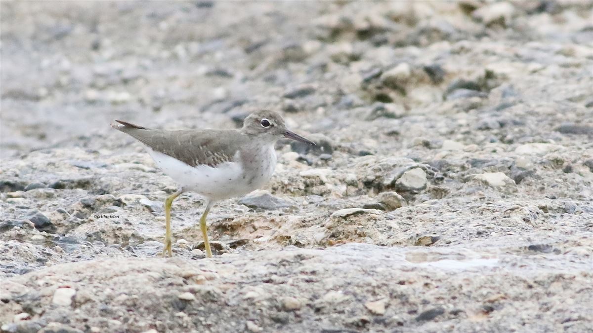 Spotted Sandpiper