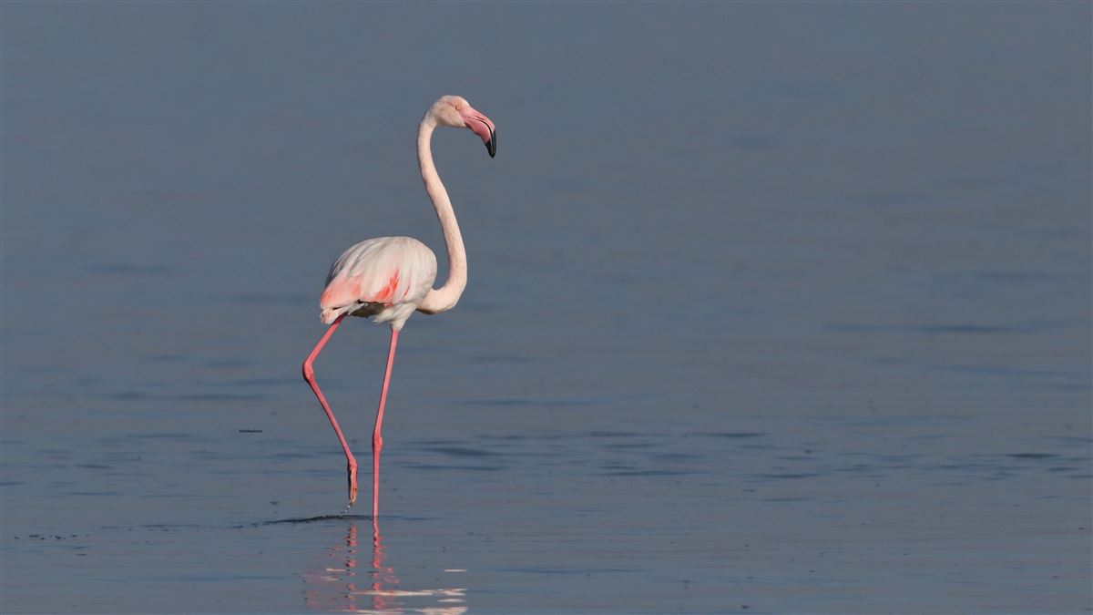 Flamingo