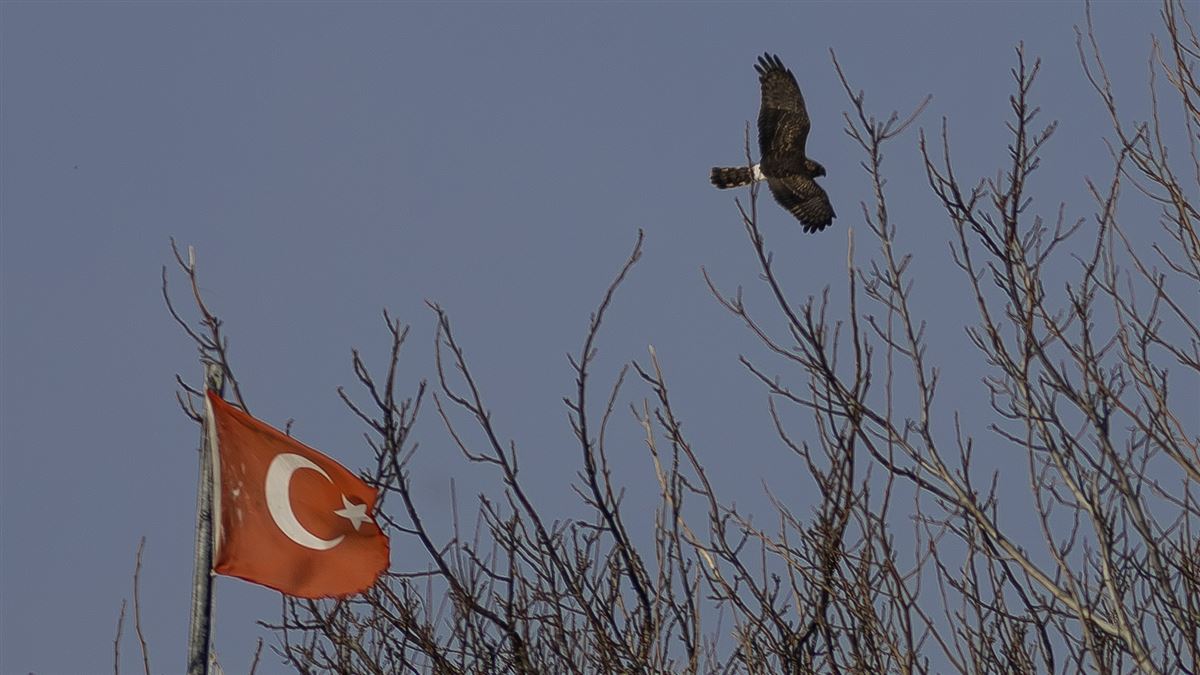 Gökçe Delice