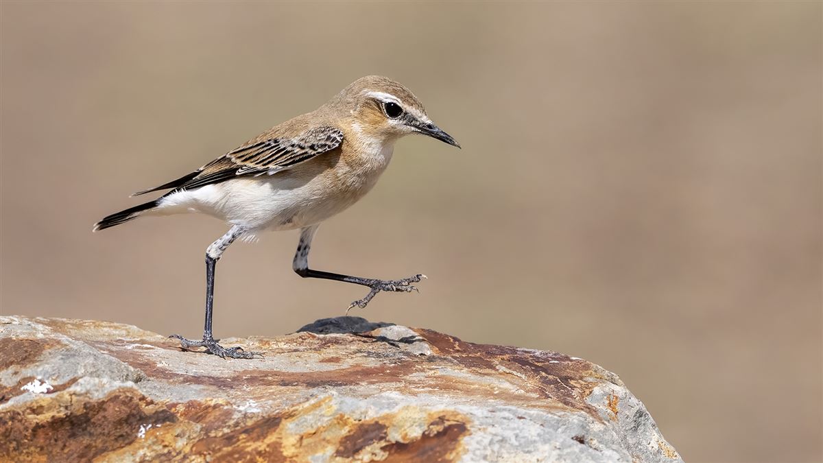 Isabelline Wheatear