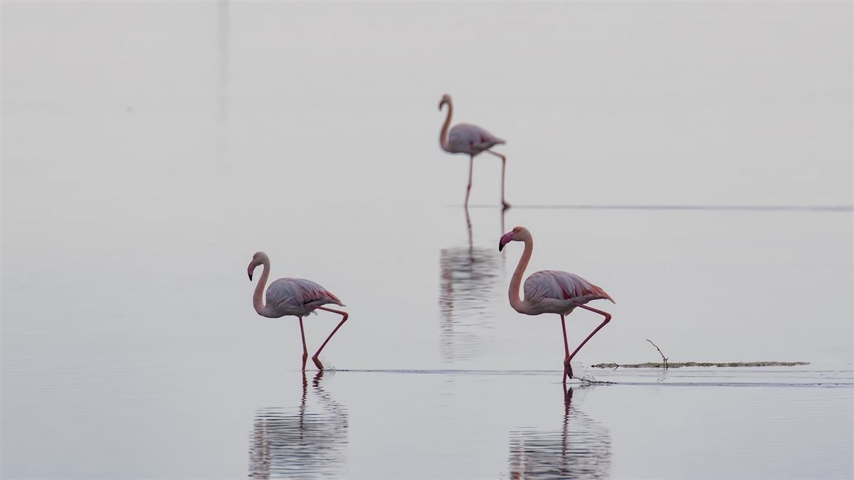 Flamingo