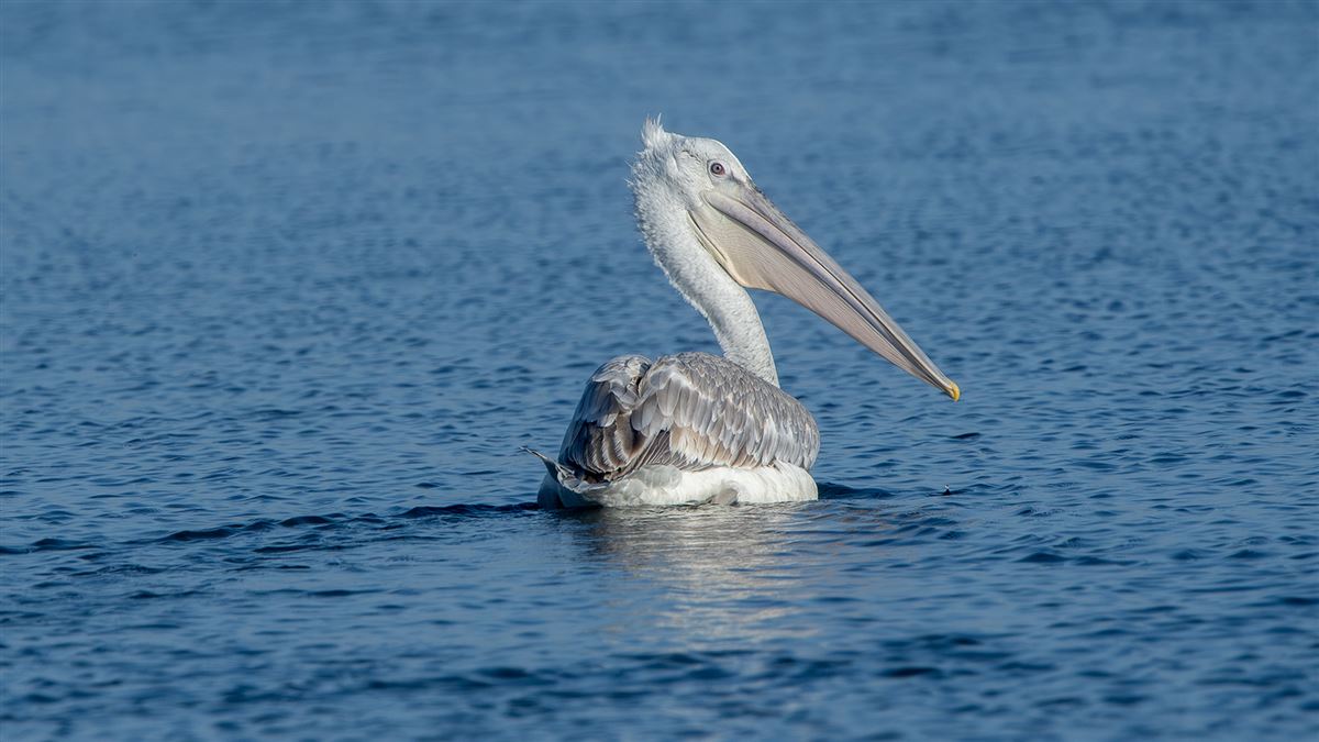 Tepeli Pelikan