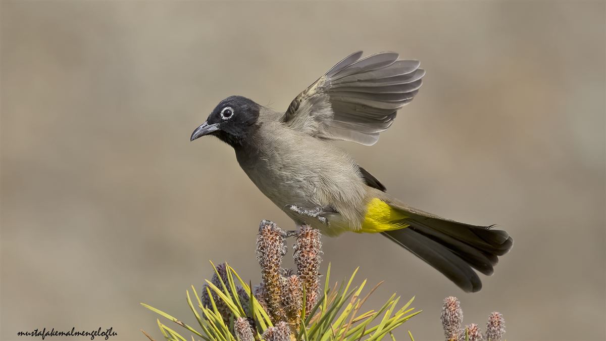 Arapbülbülü