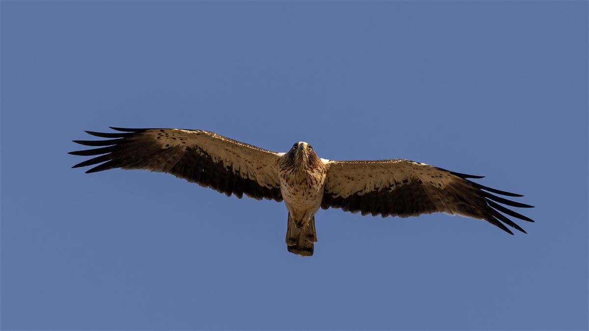 Küçük Kartal