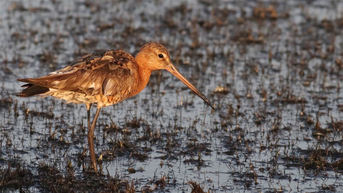 Çamurçulluğu