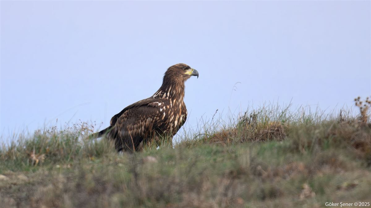 Akkuyruklu Kartal