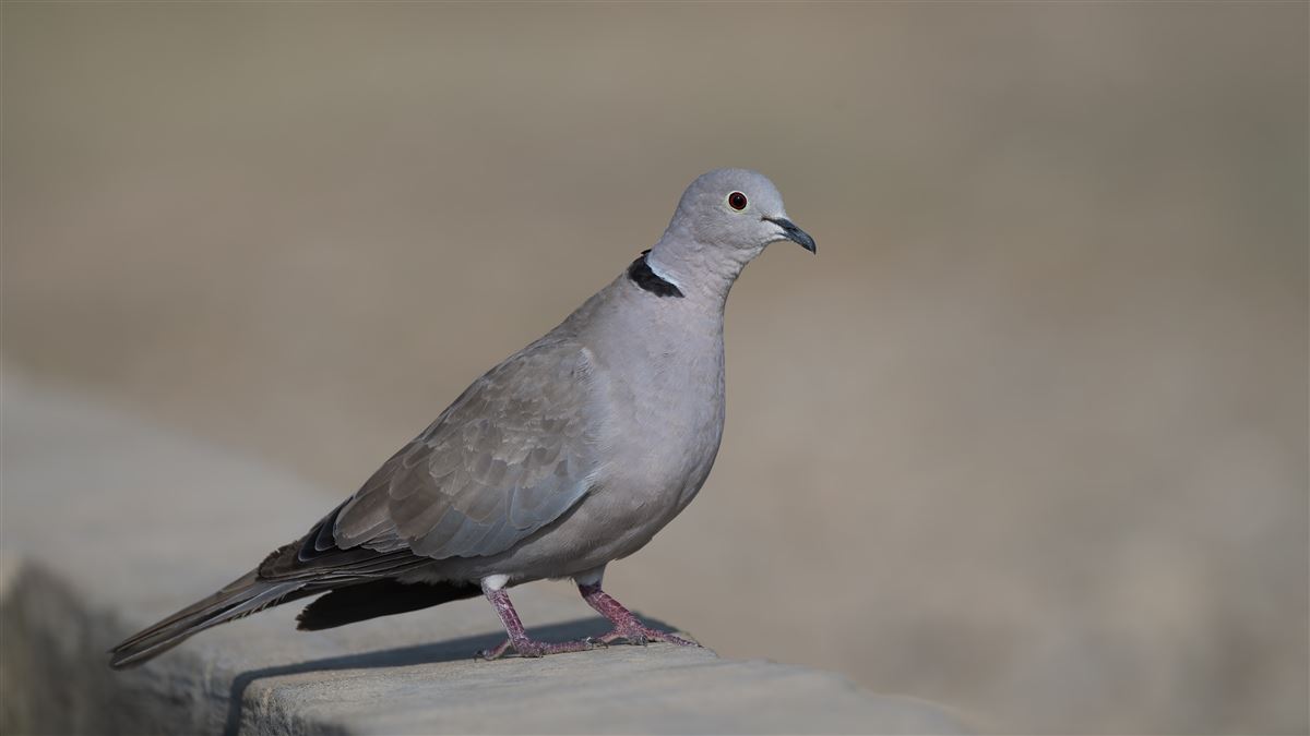 Kumru