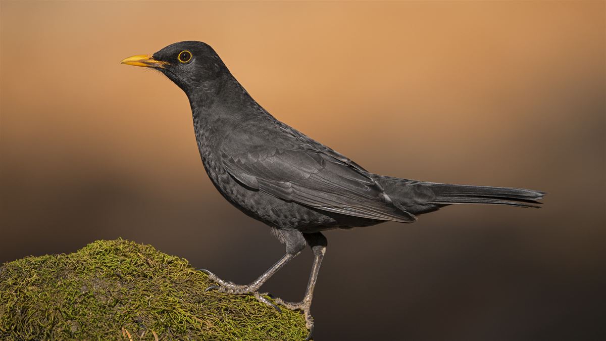 Karatavuk