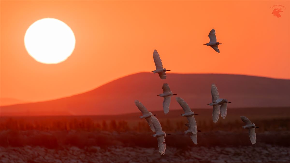 Sığır Balıkçılı
