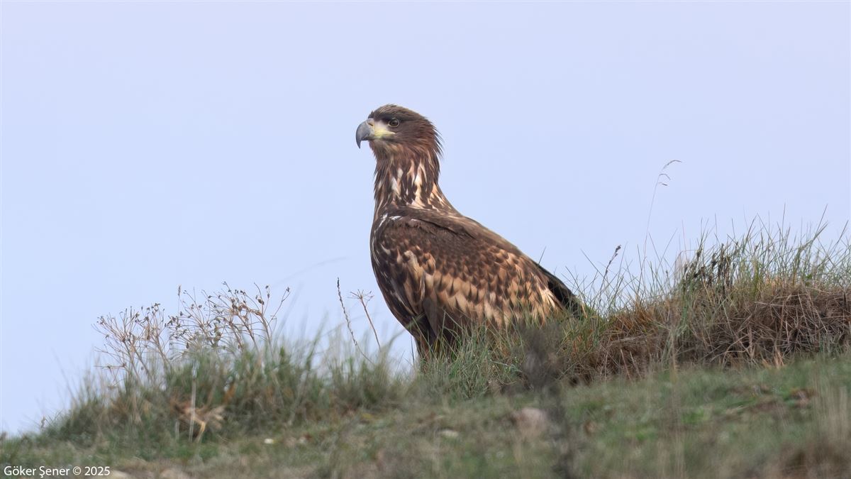 Akkuyruklu Kartal