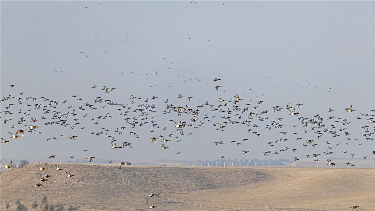 Kaşıkgaga