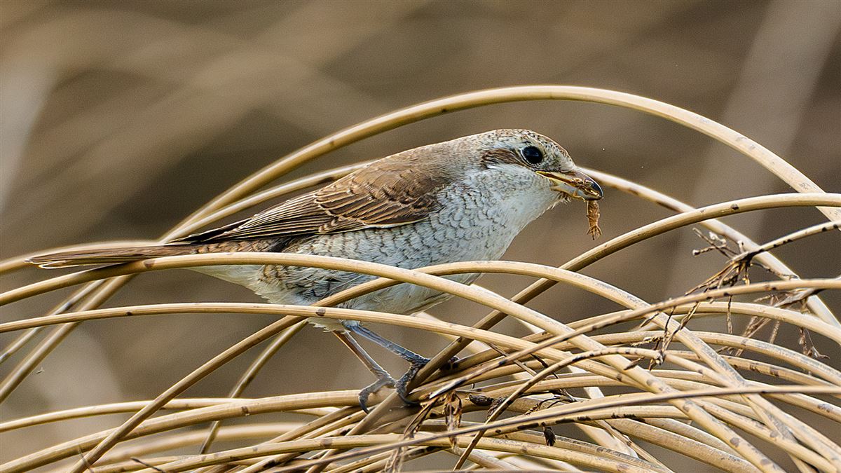 Red-backed Shrike