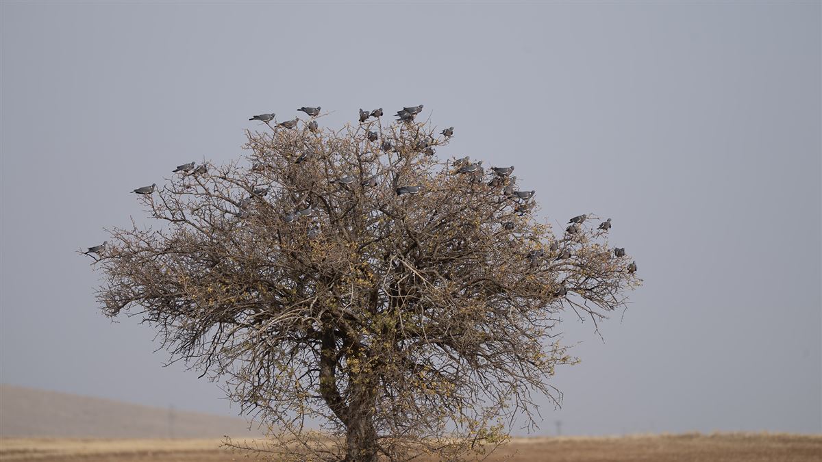 Tahtalı