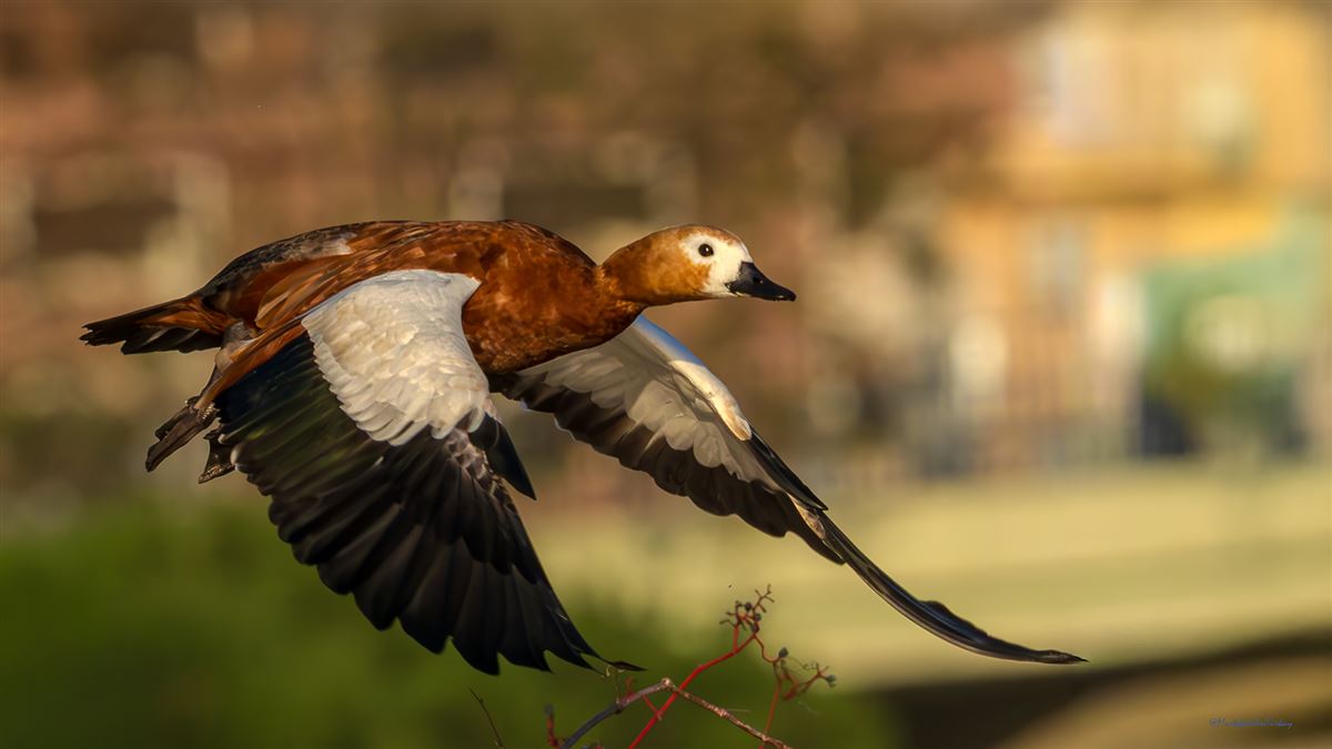 Angıt