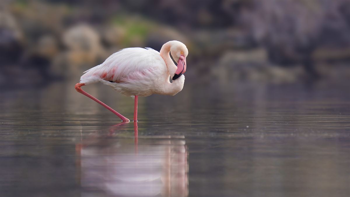 Flamingo