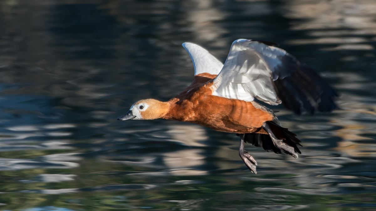 Angıt