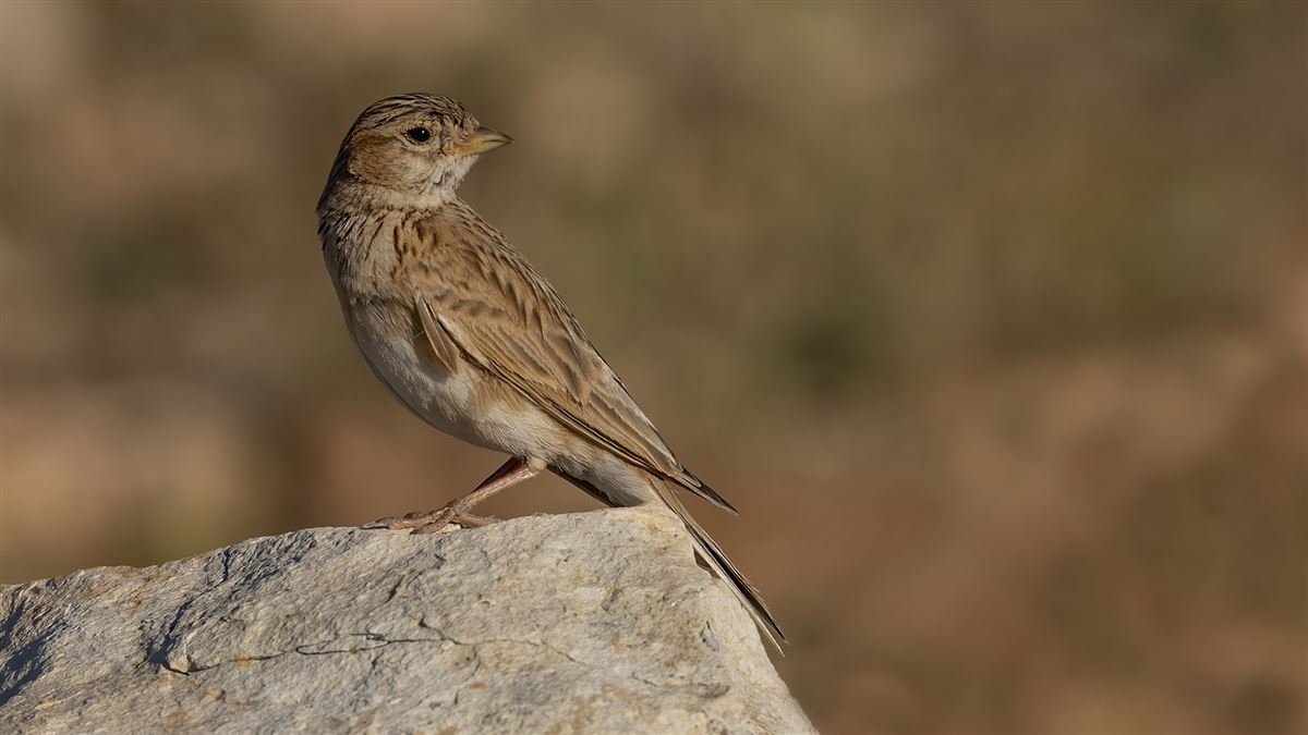 Turkestan Short-toed Lark