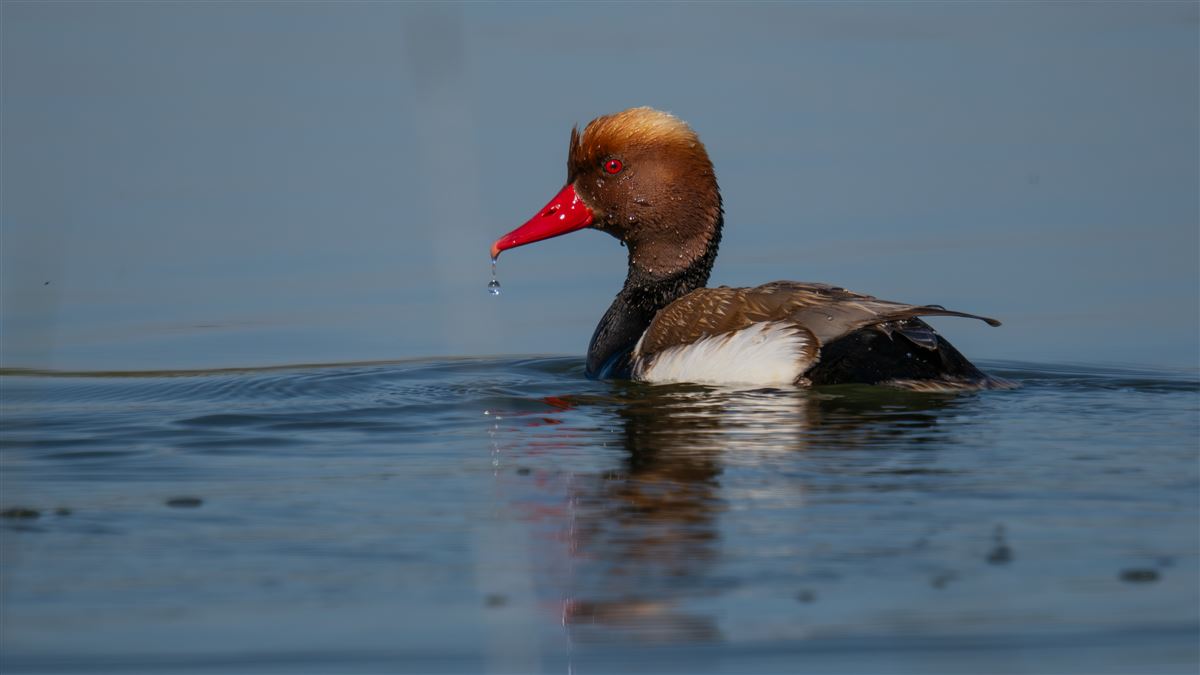 Red-crested Pochard