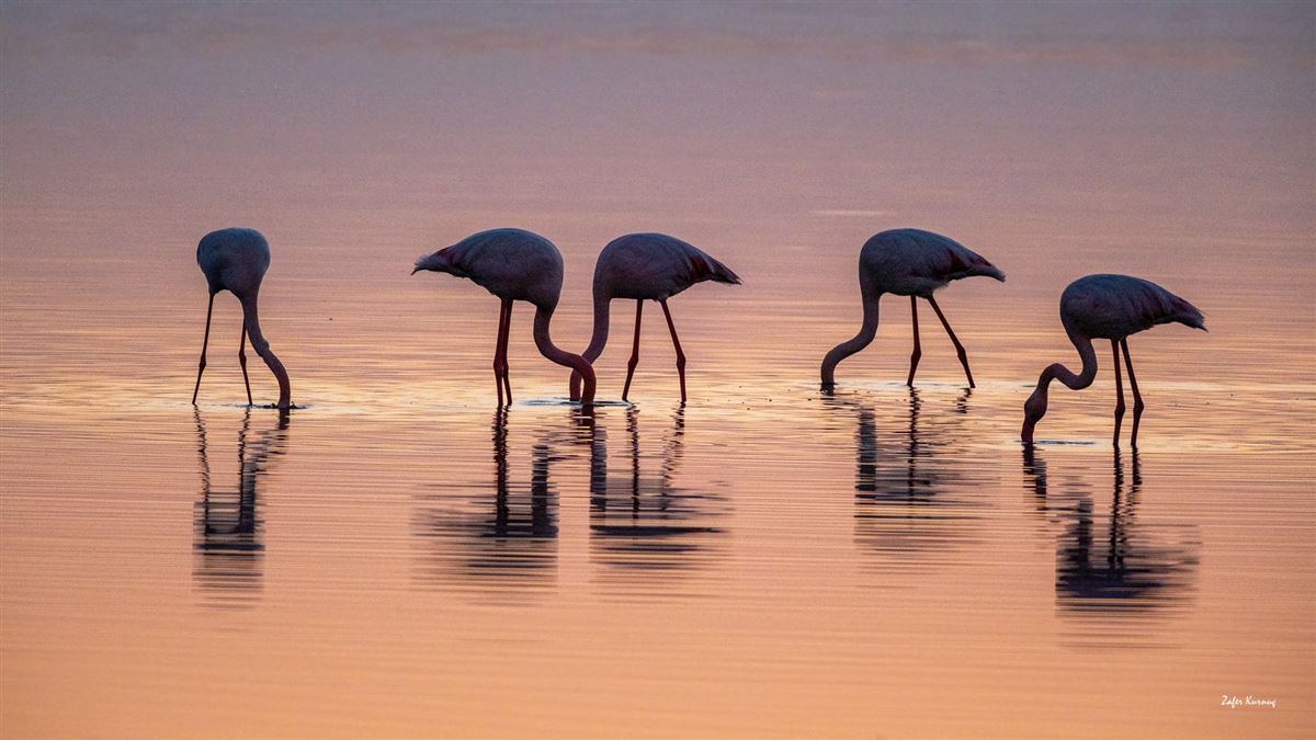 Flamingo