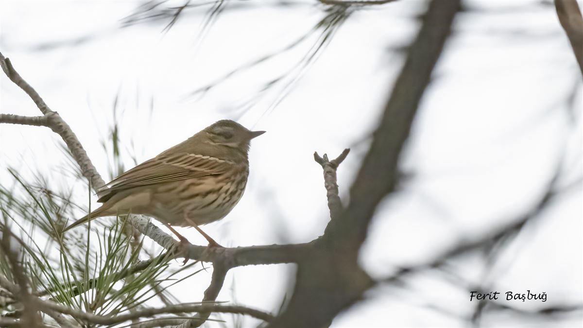 Yeşilsırtlı İncirkuşu