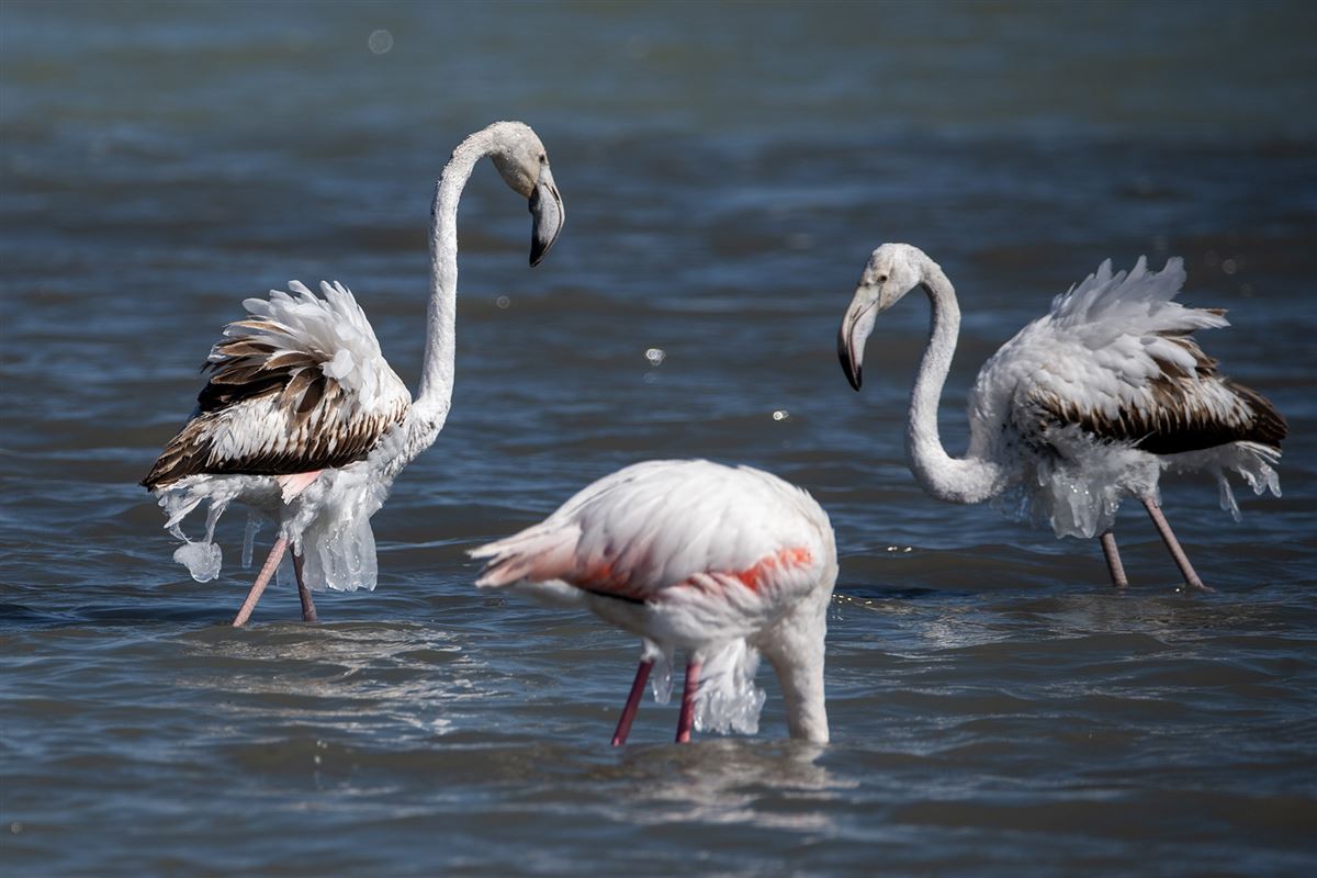 Flamingo