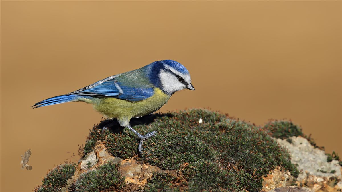 Mavi Baştankara