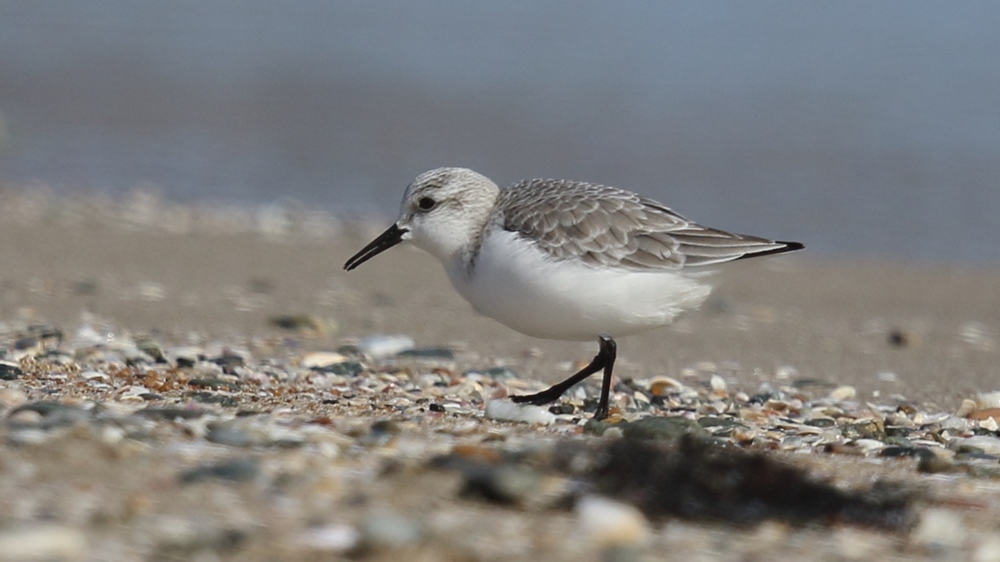 Sanderling