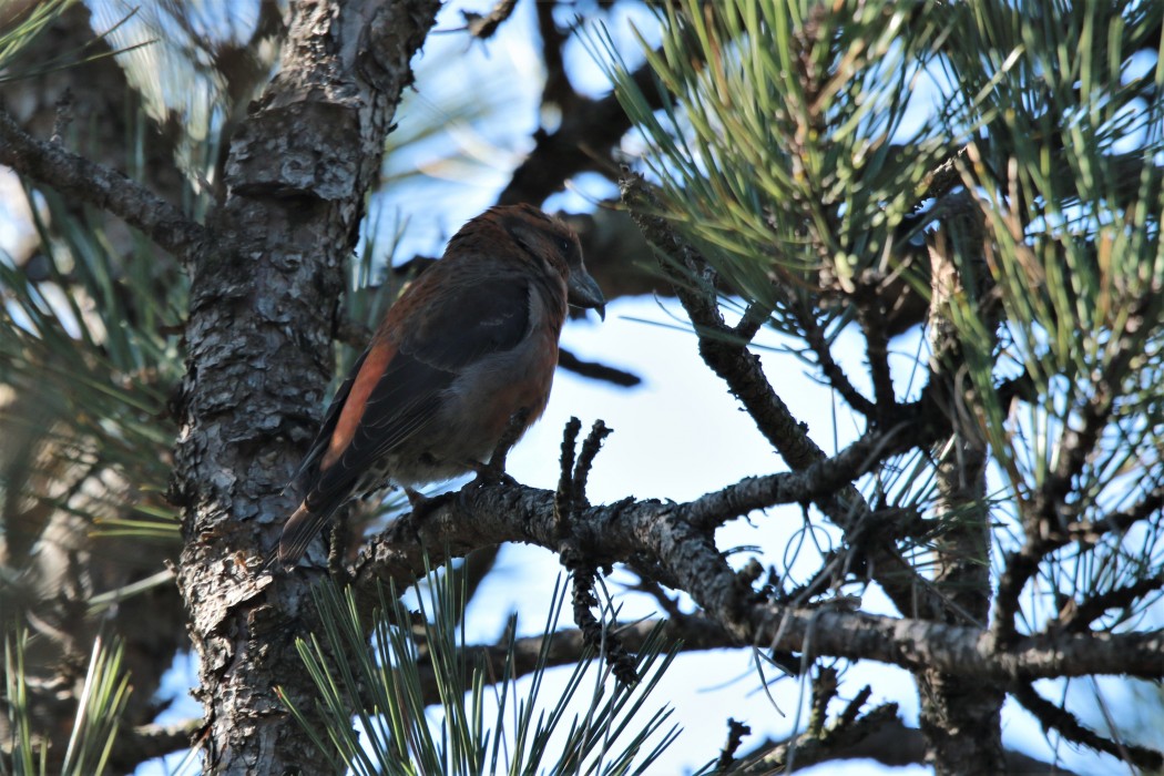 Red Crossbill