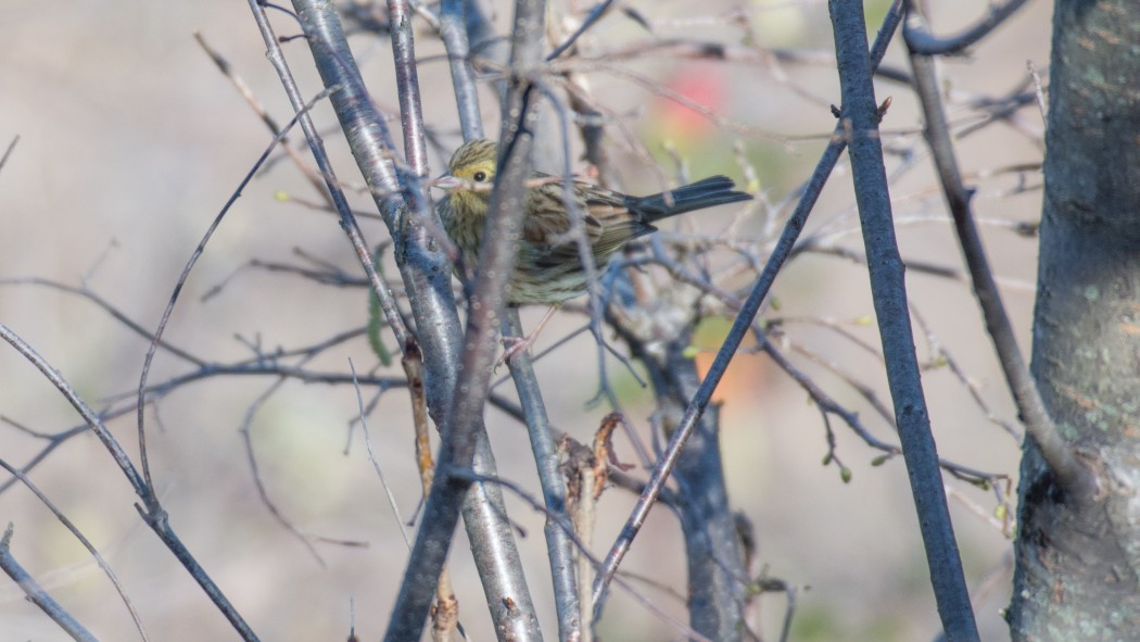 Yellowhammer