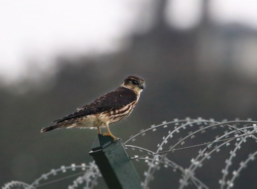 Merlin