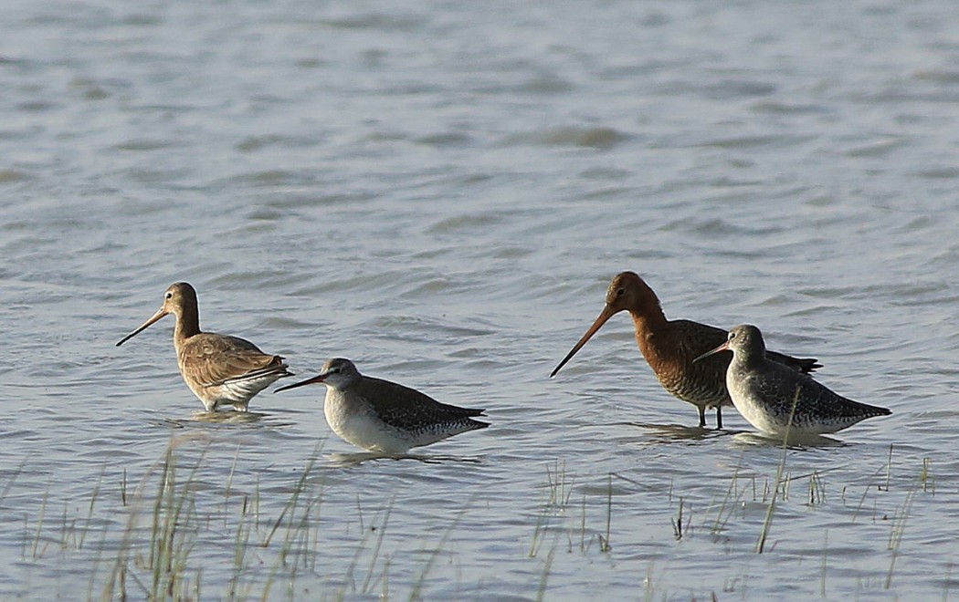 Spotted Redshank