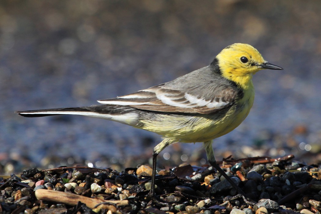 Citrine Wagtail