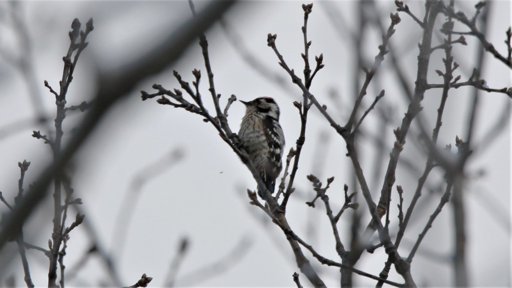 Lesser Spotted Woodpecker