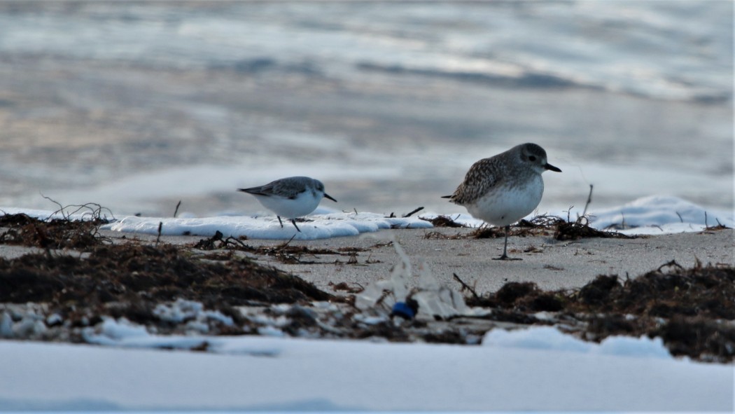 Sanderling