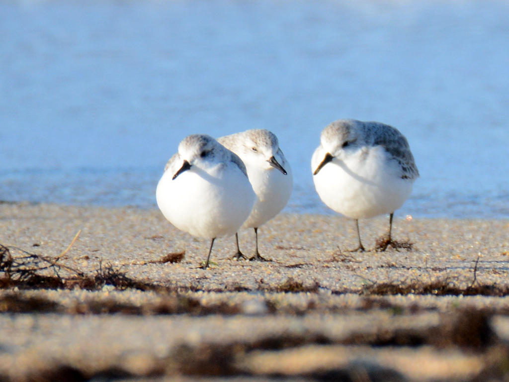 Sanderling