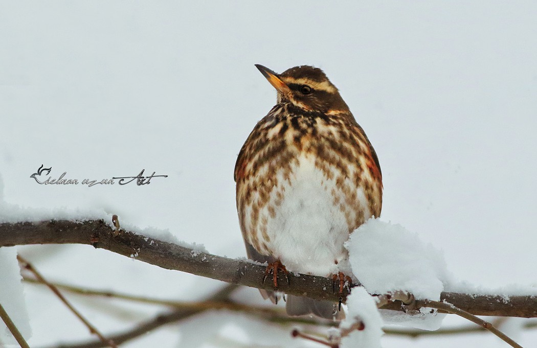 Redwing