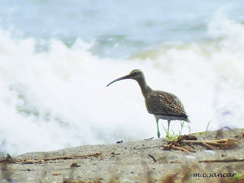 Eurasian Whimbrel