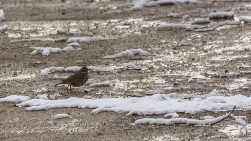 Redwing