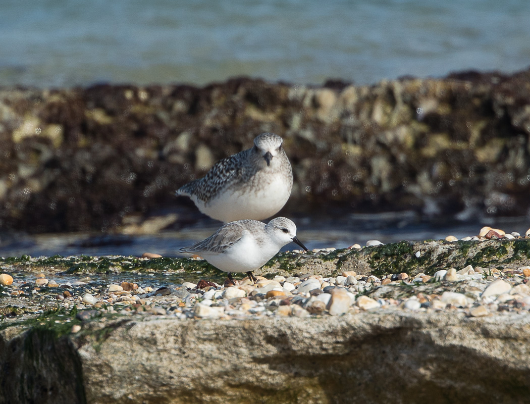 Sanderling