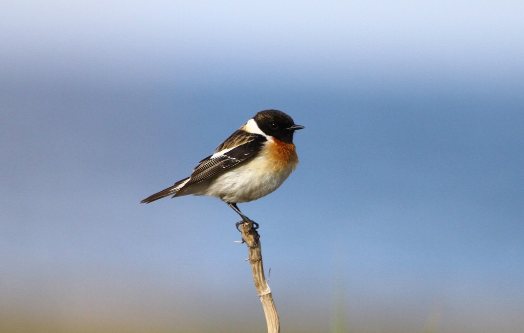Siberian Stonechat