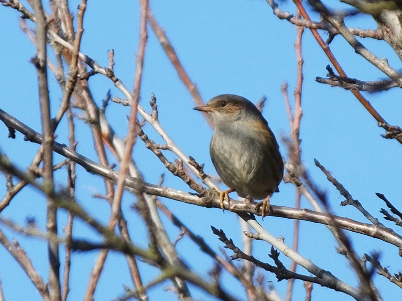 Dunnock