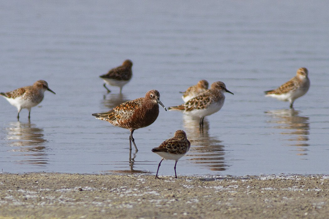 Curlew Sandpiper