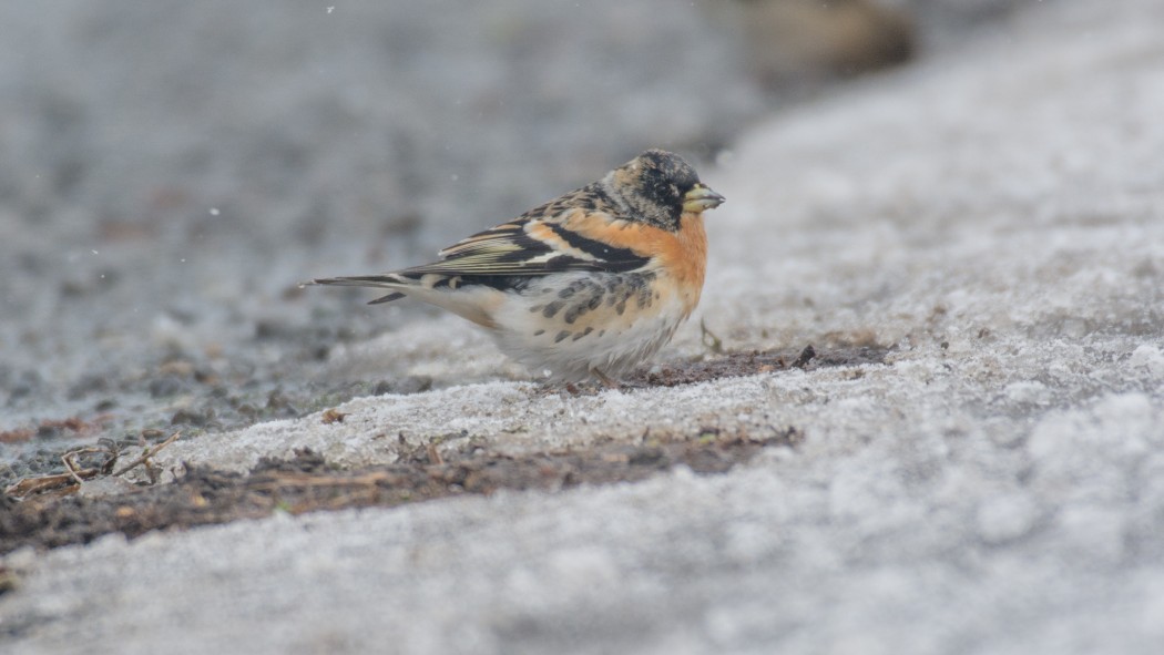 Brambling