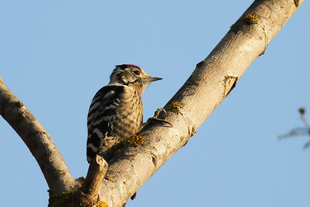 Lesser Spotted Woodpecker