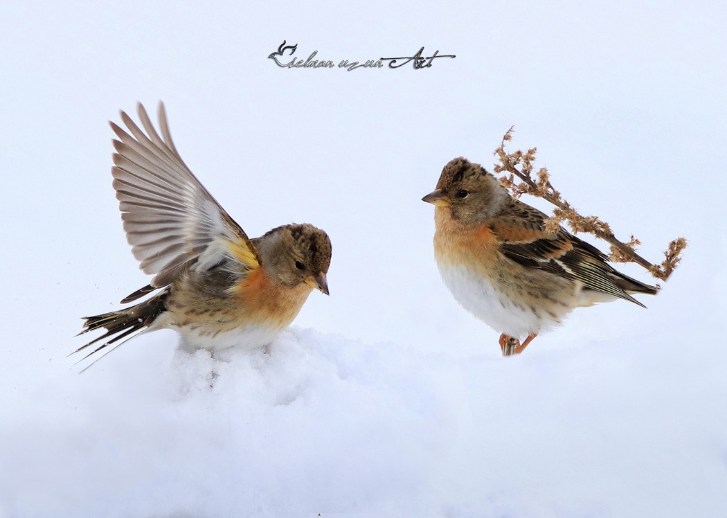 Brambling