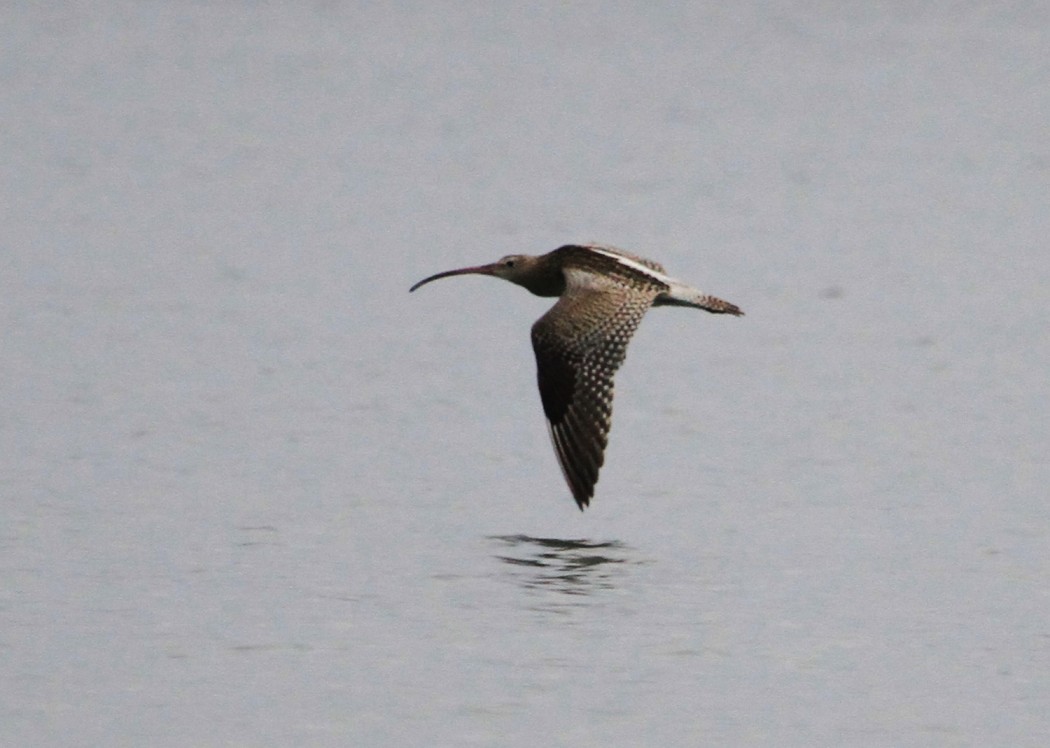Eurasian Curlew